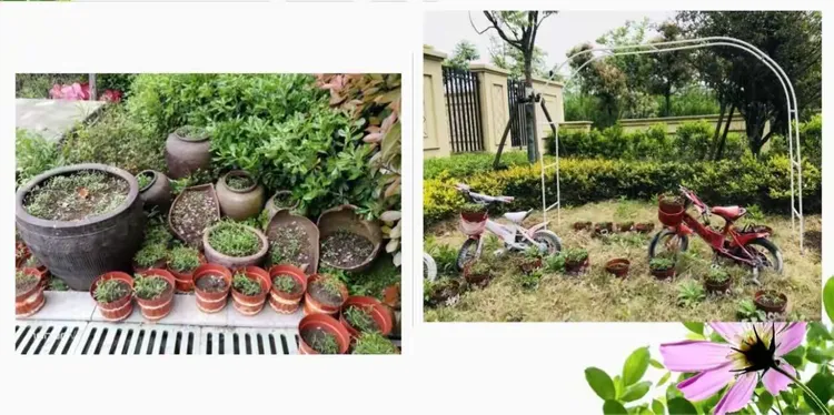格桑花种子图片大全
