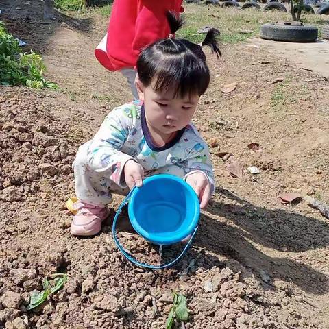 中四班种植活动