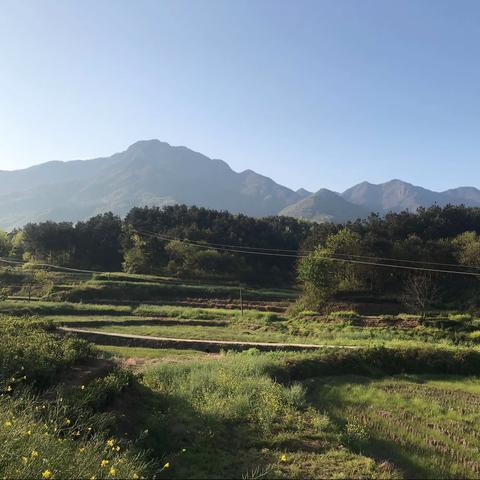 4月10日，拍于商城户店村