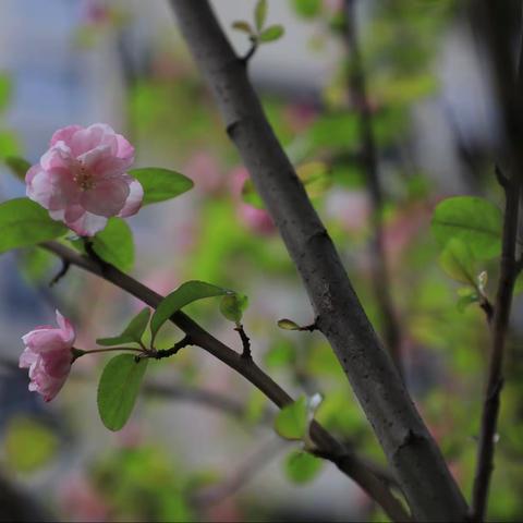 花艳清水湾（3月17日）