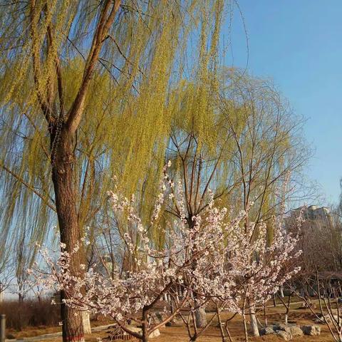 朝着梦想飞翔——天津学习有感