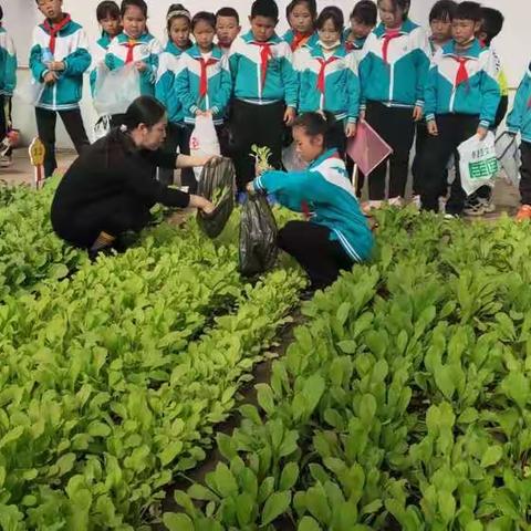 记通辽市蒙古族学校三年一班全体师生的小菜园——我是小学生，劳动最光荣