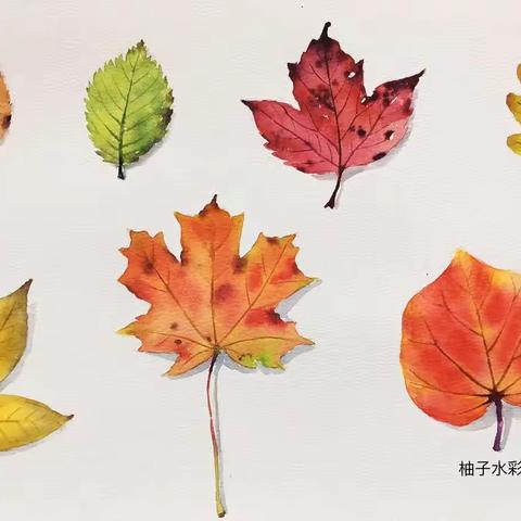 中国🇨🇳地图 🍂金秋收获🍂                              望道小学302班树叶贴画