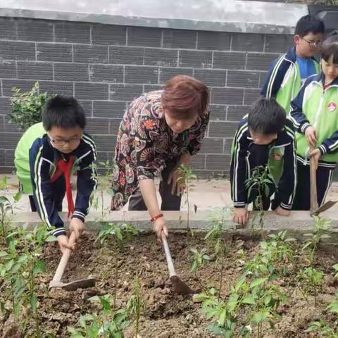 体验农耕乐趣•提升劳动素养﻿