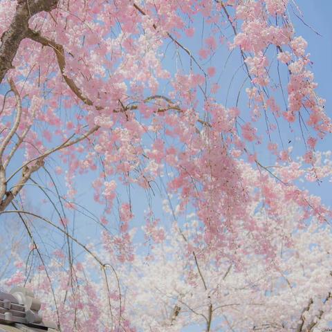 人间四月天，温暖到家- -兴蒙分院四月家庭随访记