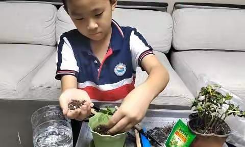 童小皮种植薄荷
