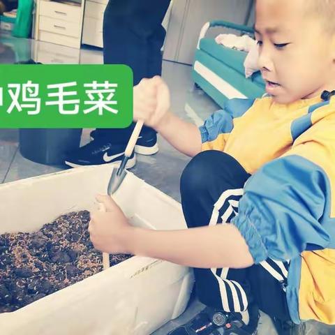 童小皮种鸡毛菜