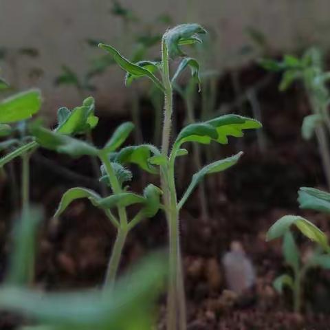 顽强的小番茄