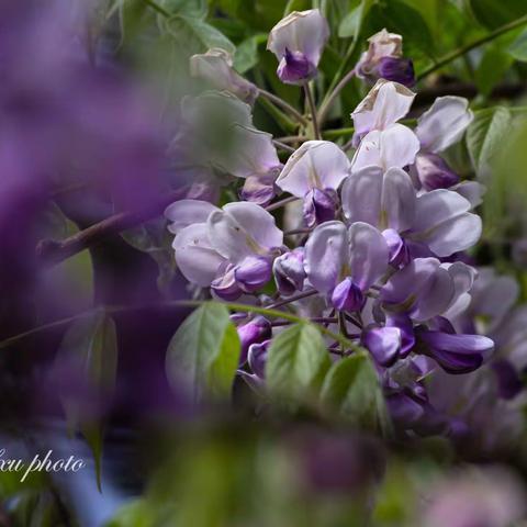 小区紫藤也妖娆