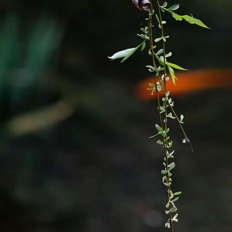 小区已是春满园