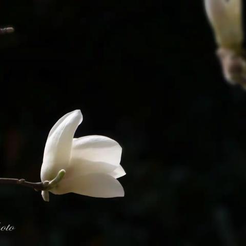 小区春色又来到