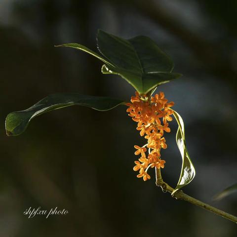 这里桂花也好看