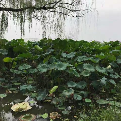 雨中荷塘