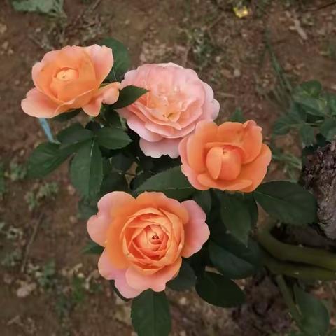 实际职务与诰授封赠的差异（寿光人物）