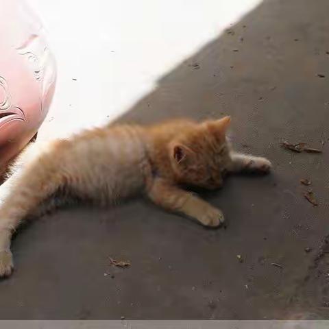 天涯流浪猫（23)