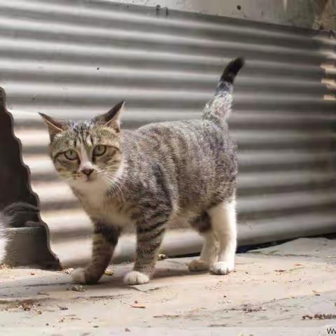 天涯流浪猫（21）