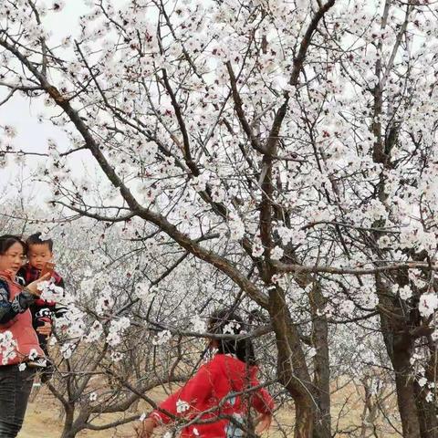 芳菲四月  桃杏妖娆