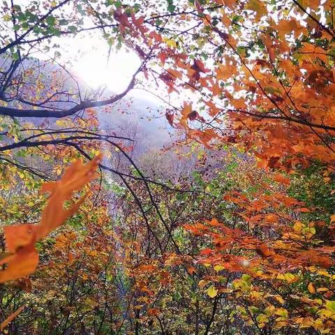 层林尽染茅荆坝