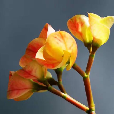 今朝有花今朝醉🙃🙃