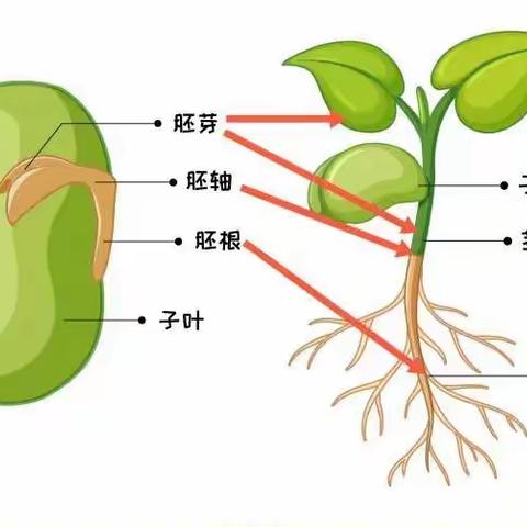 科学：种子的旅行