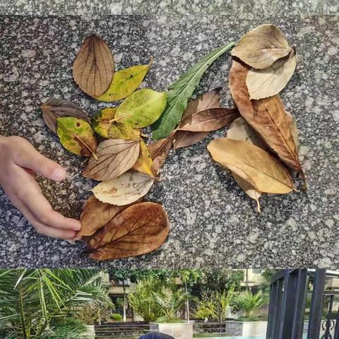 杨驰宇10、11成长记录