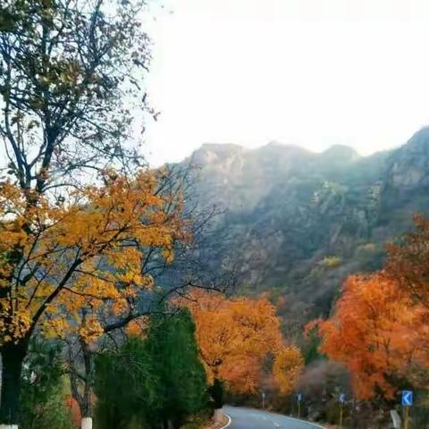 岁岁重陽，今又重陽，藕遇饭菜分外香。