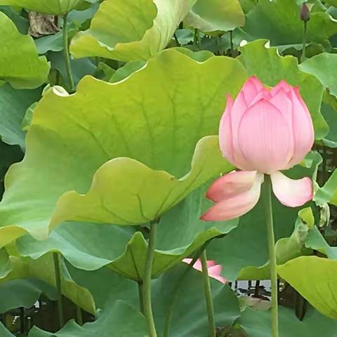 江口赏花2019年6月9