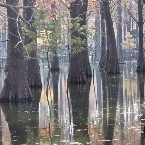 水上森林  梦醉青西