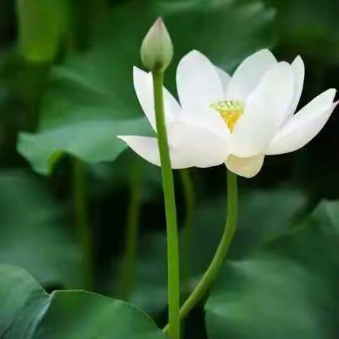 端午节前廉政提醒送清风