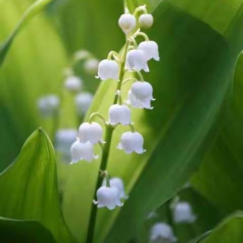 光坡中学“停课不停学"网课