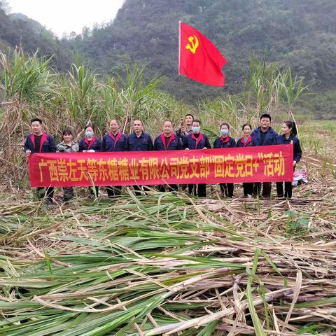 【学党史.办实事】天等东糖：党员志愿服务队助农砍蔗