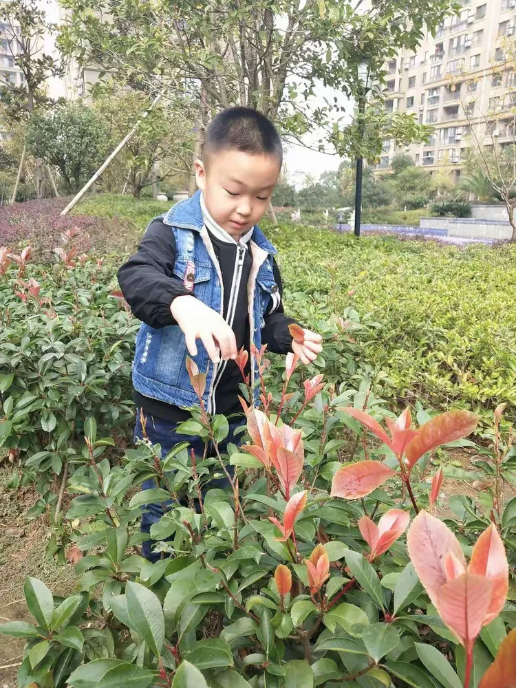 凤凰幼儿园大(二)班 刘锦轩《我和秋天藏猫猫》