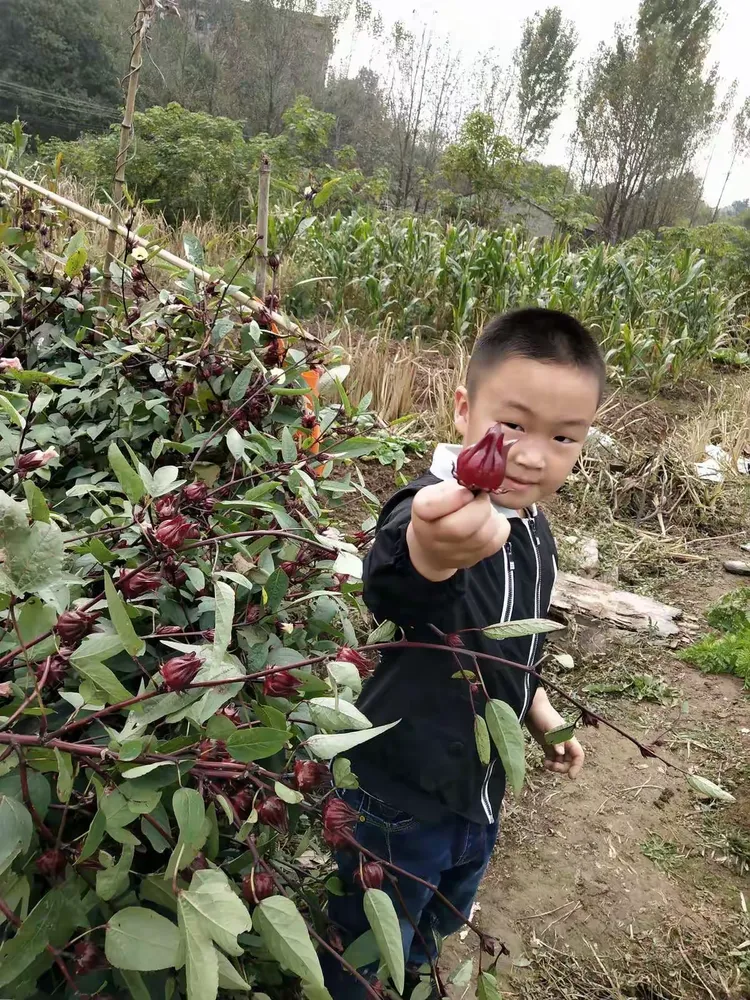 凤凰幼儿园大(二)班 刘锦轩《我和秋天藏猫猫》