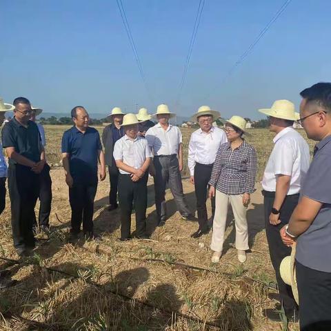 孙矿玲来凤翔调研抗旱保苗工作