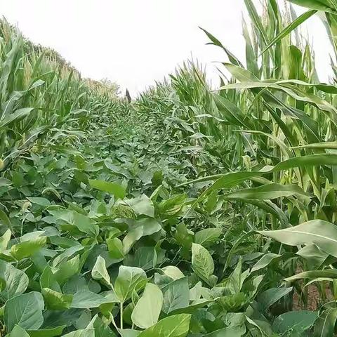 凤翔区：开展夏玉米农情调查