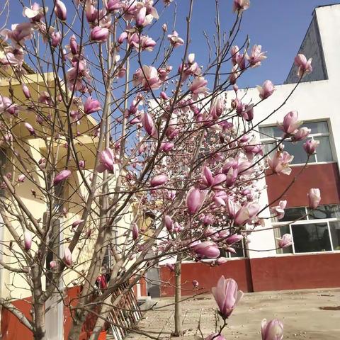 春暖花开正当时，线上教学花烂漫