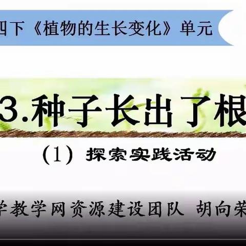 03月07日四年级科学《1.3种子长出了根》