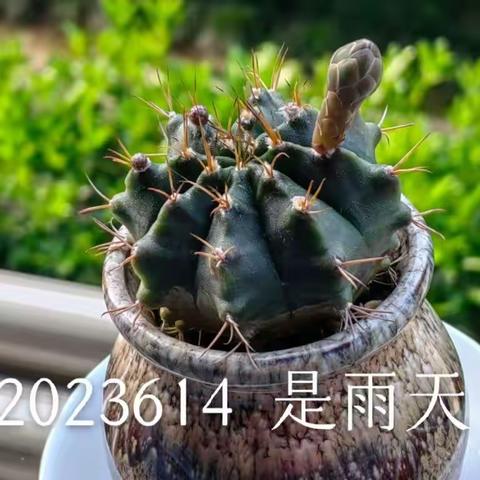 2023614  采购去了山姆店。