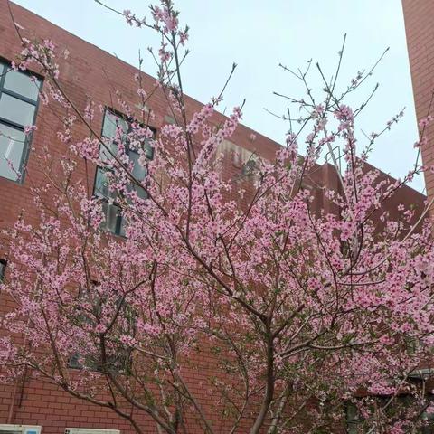 三月春风来  教研花儿开