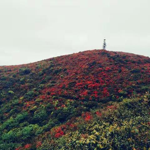 看万山红遍，层林尽染。