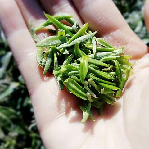 三月三 上茶山