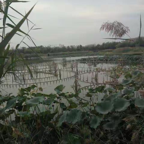 邱县东区植物园一游