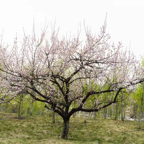 边陲鹤岗百花开--杏花篇