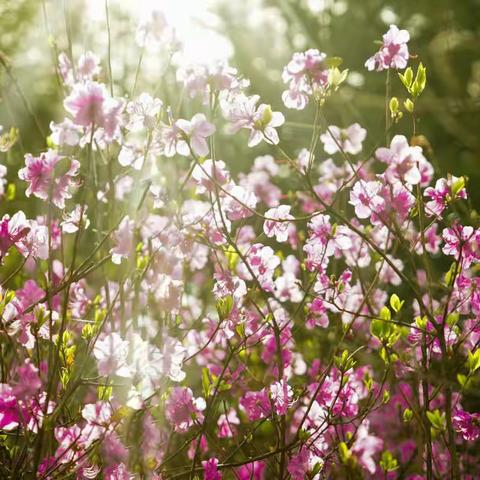 杜鹃花开好运来