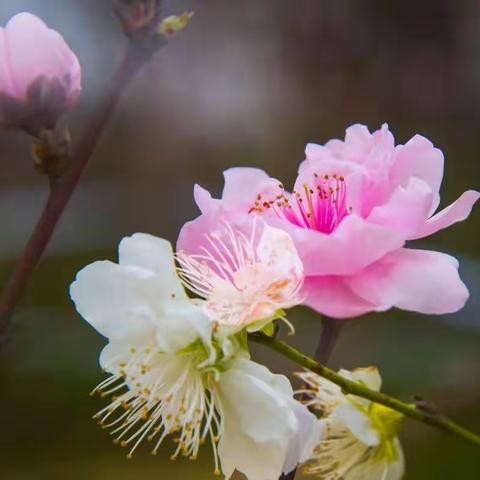 我的三月赏花季