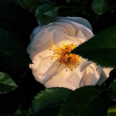 上海植物园赏个花