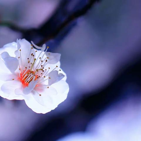 霜寒腊月醉花香