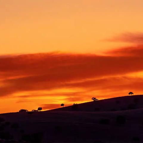 科尔沁草原——五角枫