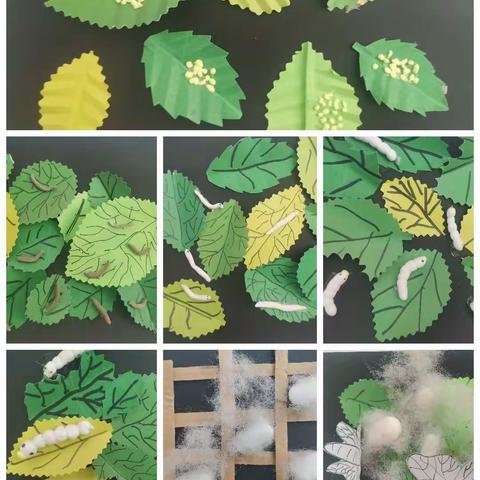 我和蚕宝宝共成长