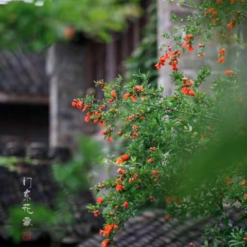 初夏微雨待花开